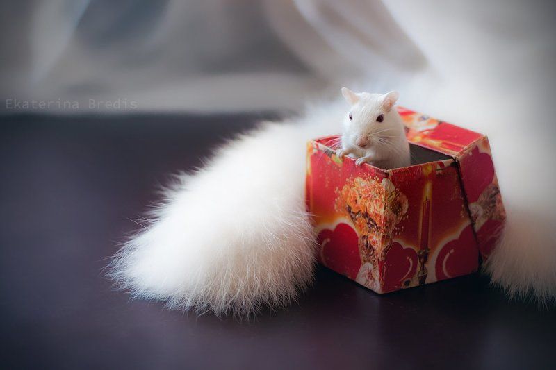 Снежностьphoto preview