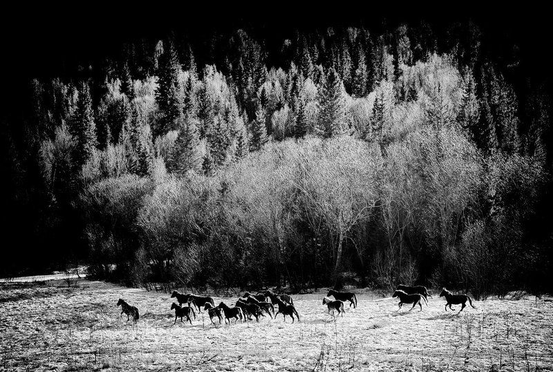 Табунphoto preview