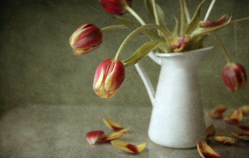 Теряют лепестки тюльпаны фото превью