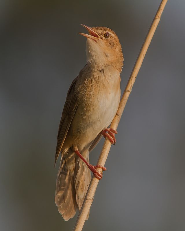 Соловьиный, сверчок, птицы, славковые Соловьиный сверчокphoto preview