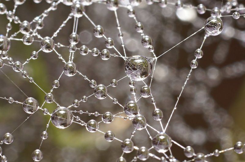 Дождь, Капли, Коми, Макро, Паутина, Печора Бусикиphoto preview