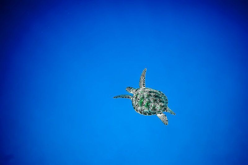Turtle, Индийский океан, Мальдивы, Подводная съемка, Подводное фото, Тайланд, Цейлон, Черепаха Одинокий странникphoto preview