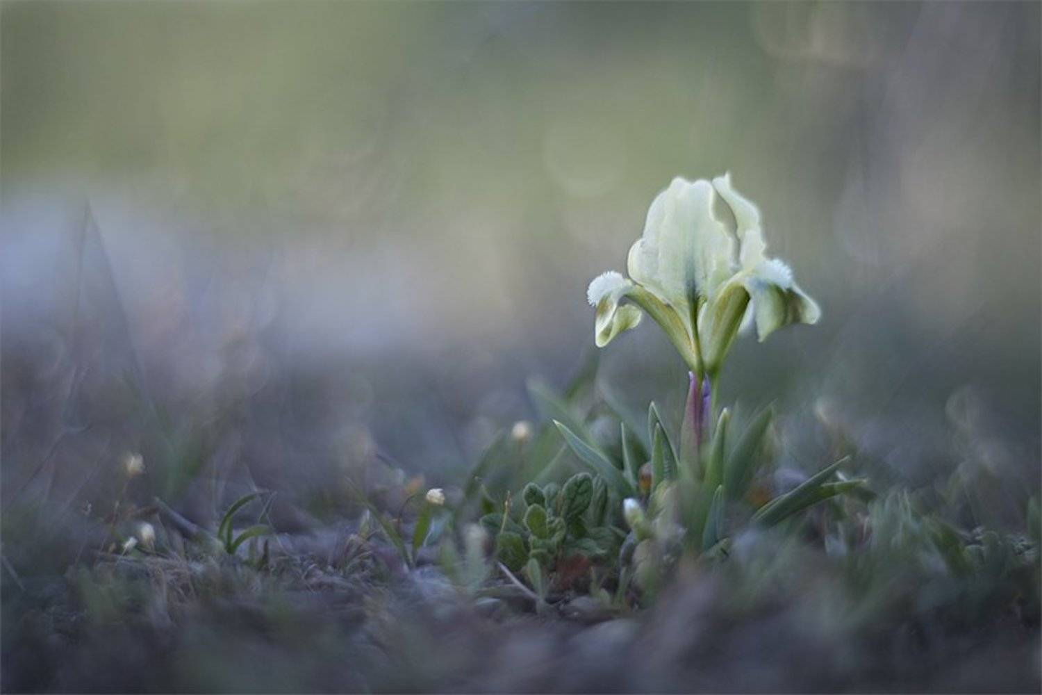 ***. Автор: Наталья Ова , Наталья Ова