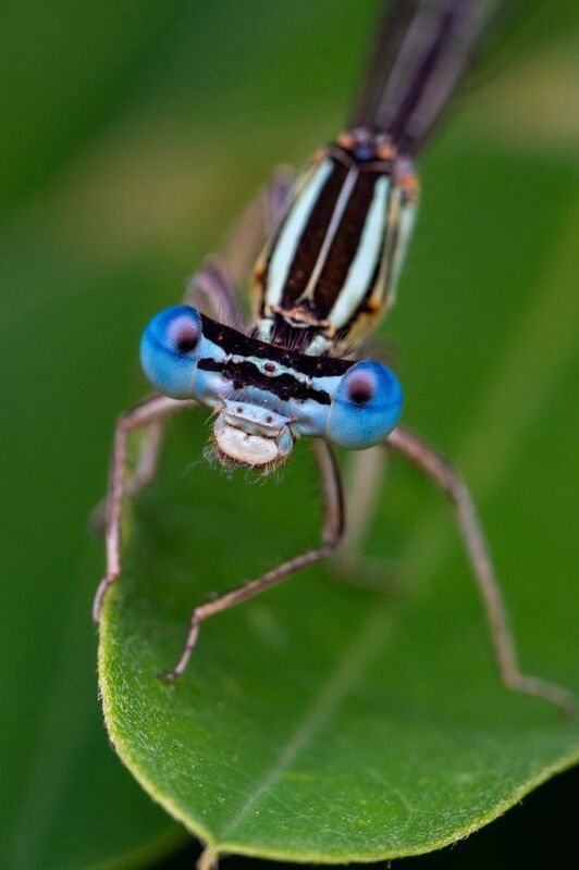 Platycnemis pennipesphoto preview