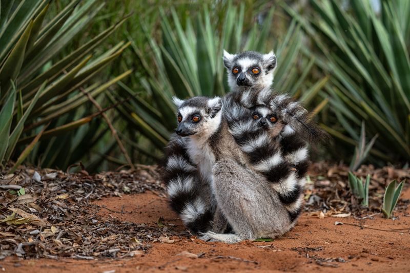 Мадагаскар photo preview