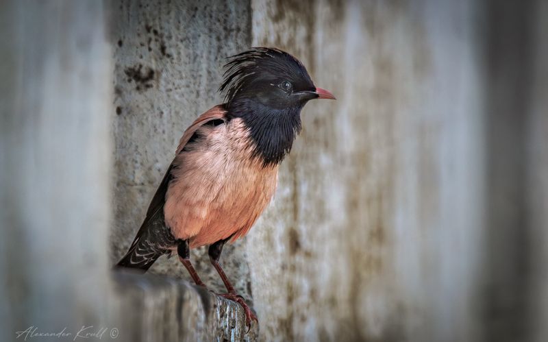 скворец, розовый скворец, pastor roseus Посижу тутphoto preview