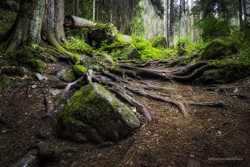 теберда, домбай, кчр, карачаево черкесская республика, лес, горы, водопады, ручей Леса Тебердинского заповедника фото превью