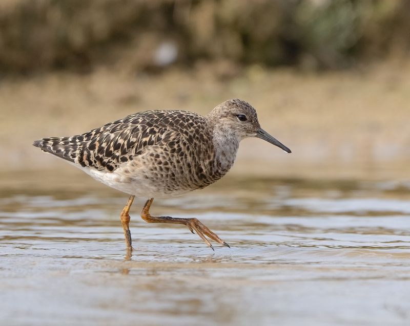 птицы,природа, лето Турухтанphoto preview