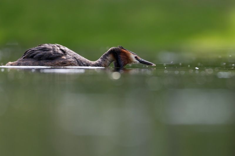чомга, поганка, большая поганка, птицы Боевая стойка фото превью