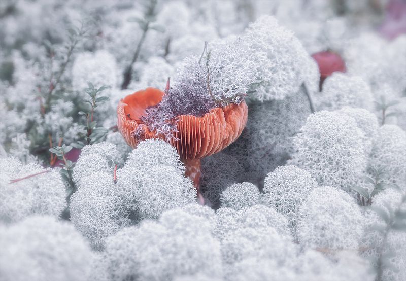 мох, ягель, грибы, поганки На болотных мхахphoto preview