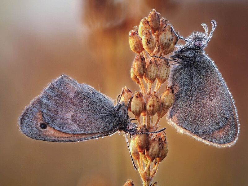 Дуэт фото превью