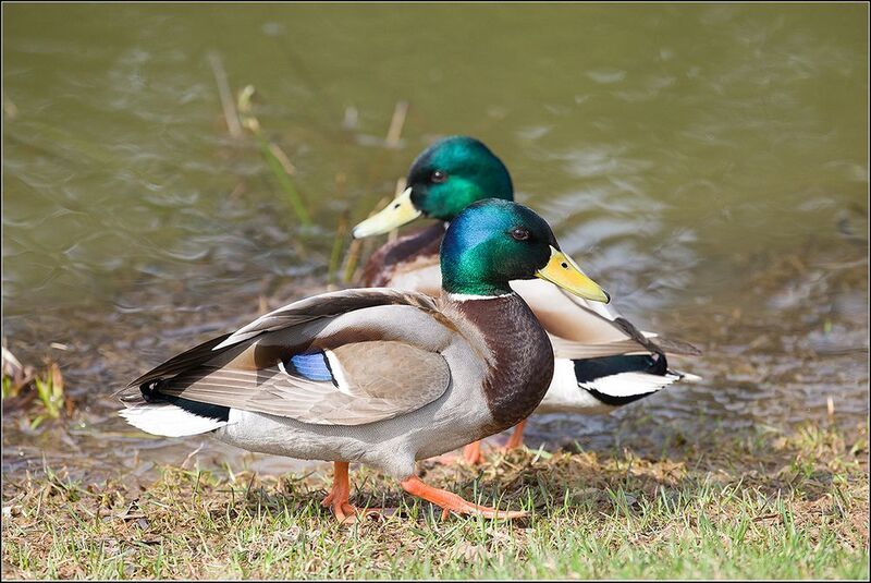 москва, парк, птицы Селезниphoto preview