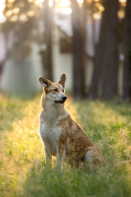 Наян в лучах солнцаphoto preview