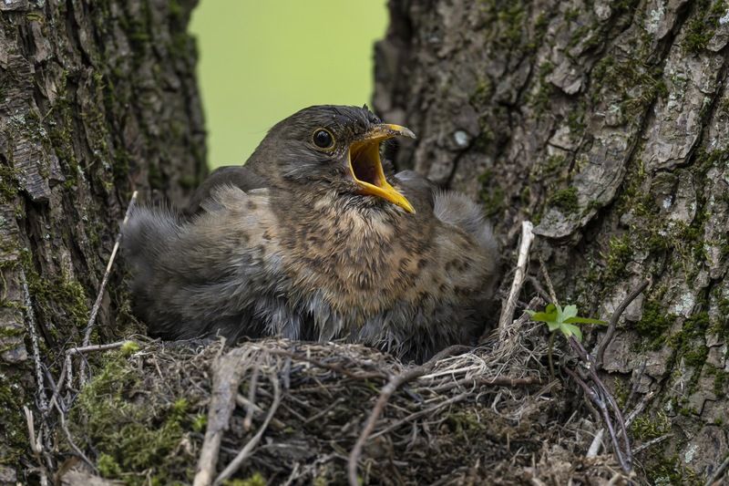дрозд, черный дрозд, птенцы, гнездо, птицы Черный дрозд на гнездеphoto preview