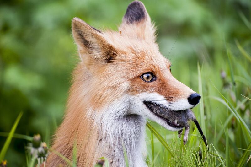 Удачная охотаphoto preview