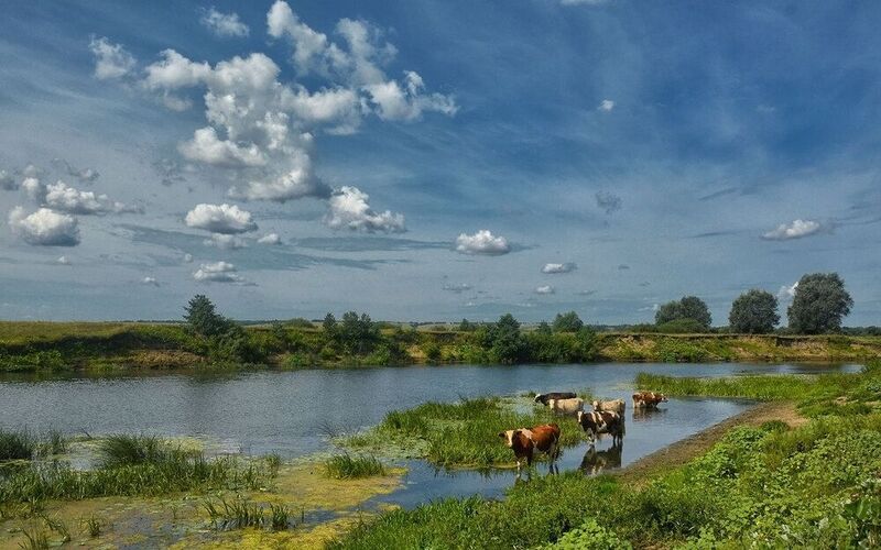 река облака коровы лето  Деревенская идиллияphoto preview