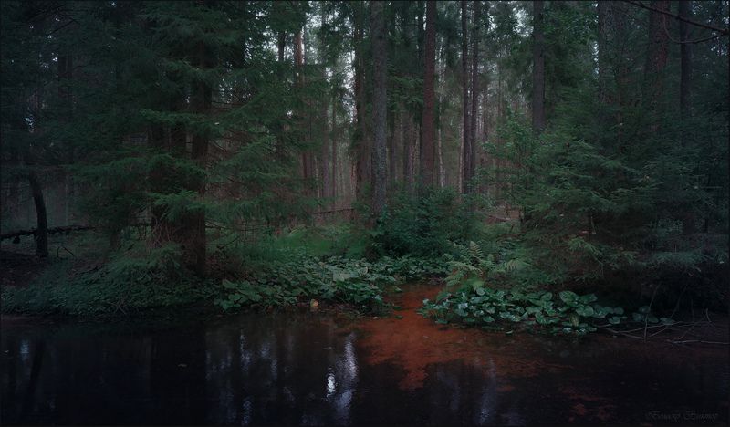 В тенистом летнем лесуphoto preview