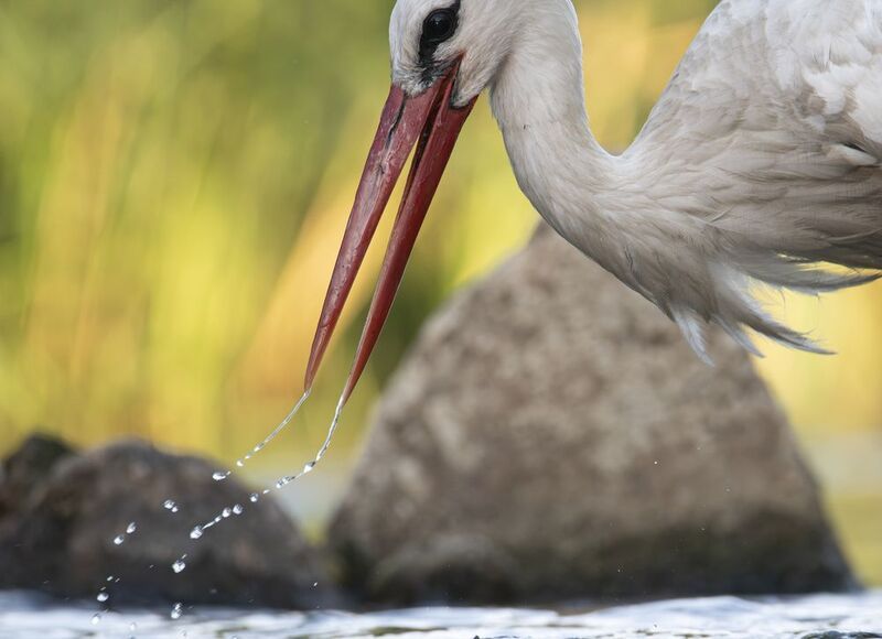 аист, бусел, птицы, птицы россии, птица, природа, фауна, вода, источник, беларусь, гродно  Жаждаphoto preview