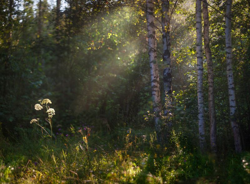 лес, лето , утро photo preview