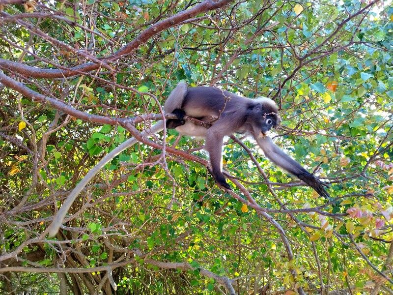 the good monkey, krabi, raily Breakfast on the treephoto preview