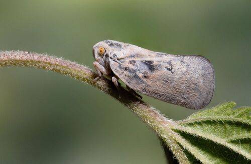 Metcalfa pruinosa