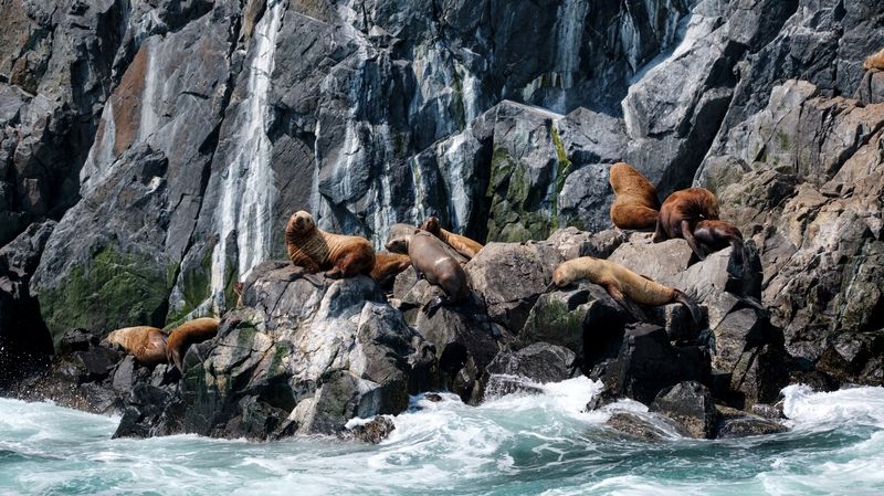 камчатка, сивучи Сивучи на Каичаткеphoto preview