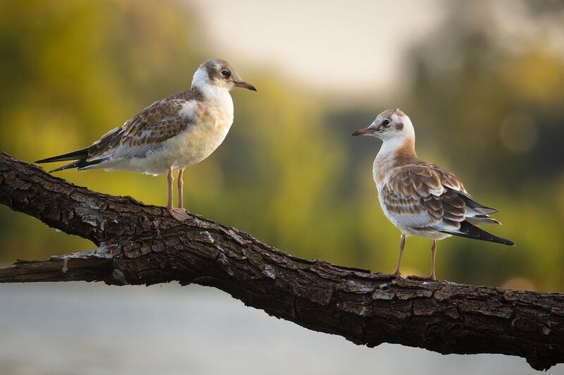 Gulls фото превью