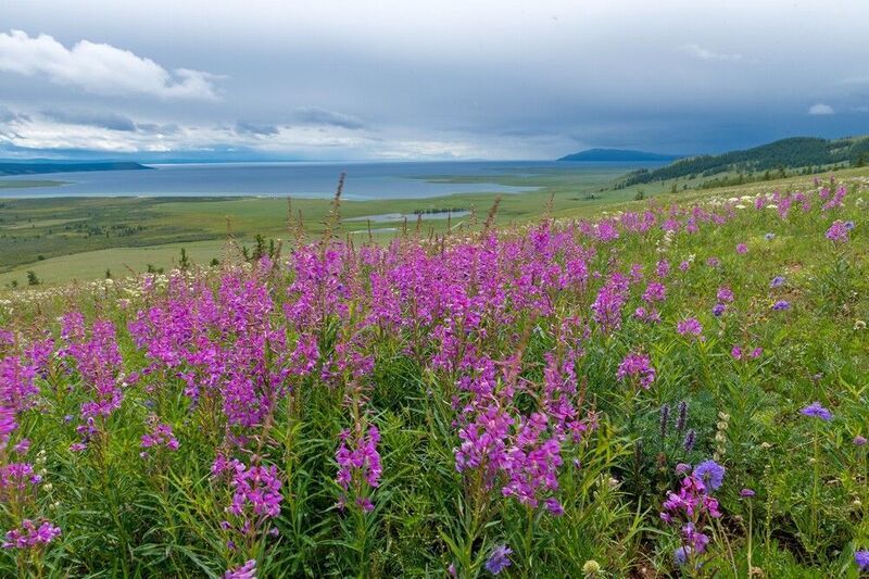 монголия, горы, лето, луг, предгорье, кипрей, озеро Перед грозойphoto preview