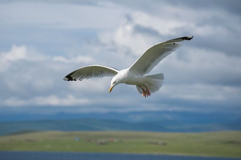 монголия, горы, лето, чайка Горная чайкаphoto preview