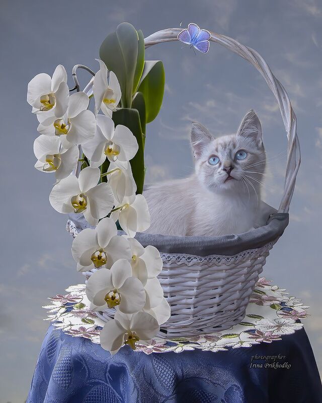 кошки, котята, домашние животные, портреты, художественная фотография Небесный котёнокphoto preview