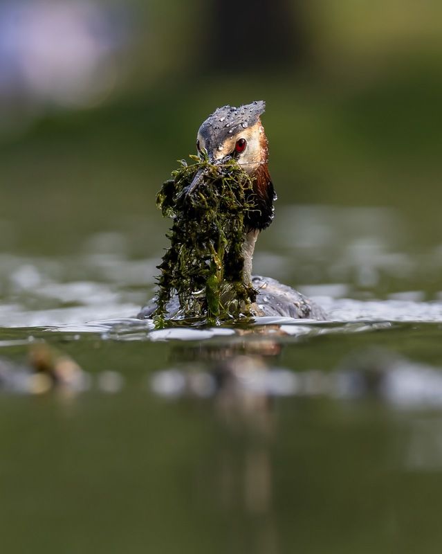 чомга, птицы, поганка, большая поганка Дед Мороз фото превью