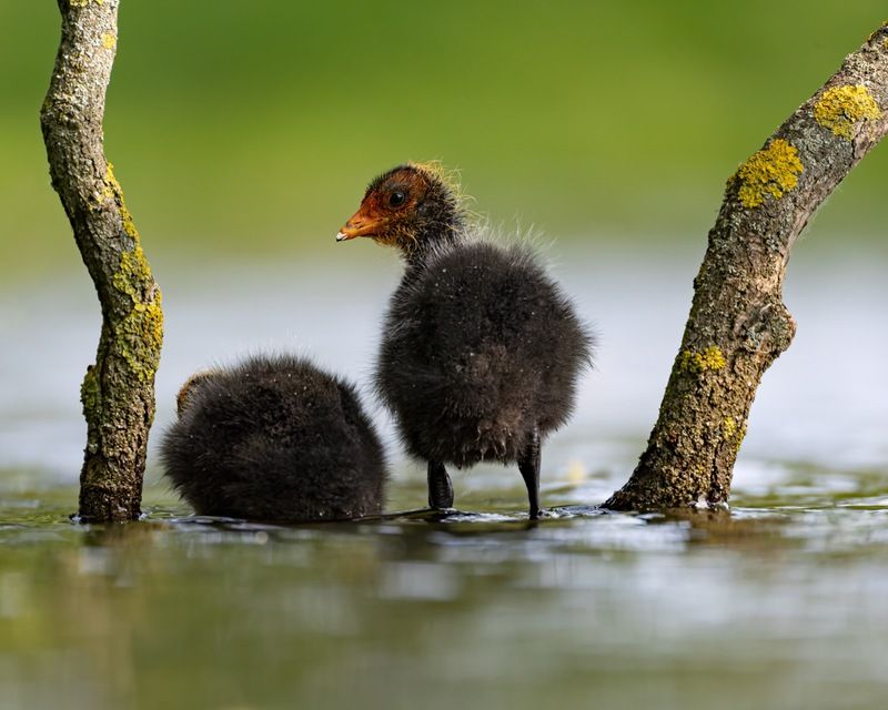 птицы, лысуха, птенец, лысенок, лысята, вратарь Юный вратарьphoto preview
