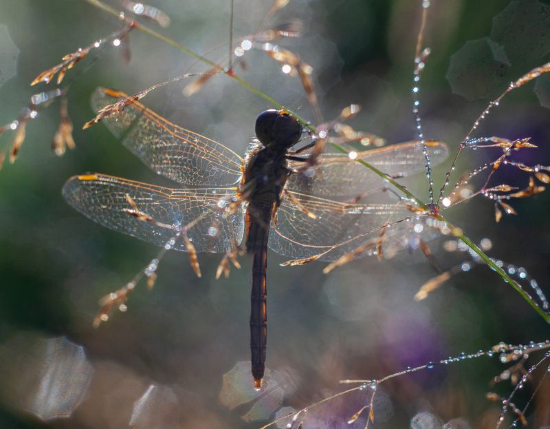 стрекоза, роса , утро, лето photo preview