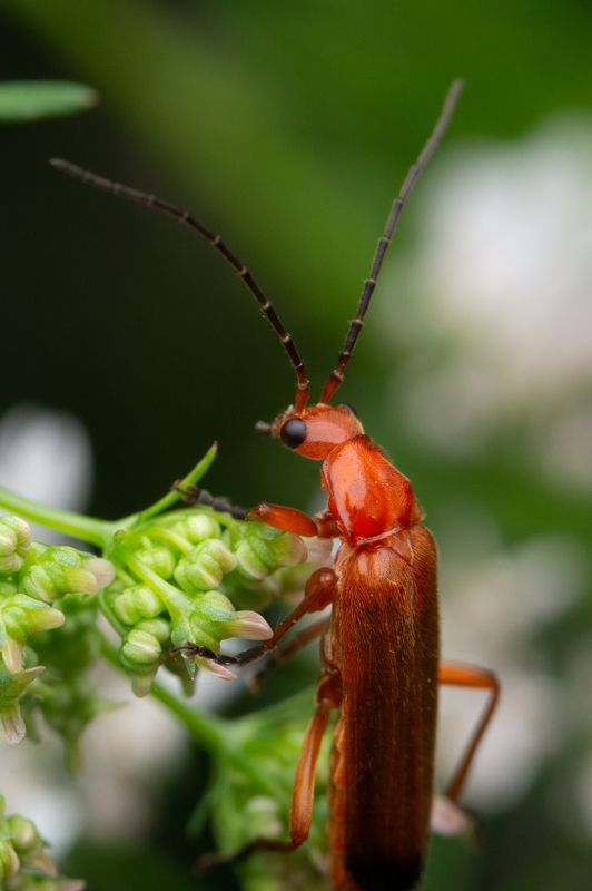 Rhagonycha fulvaphoto preview