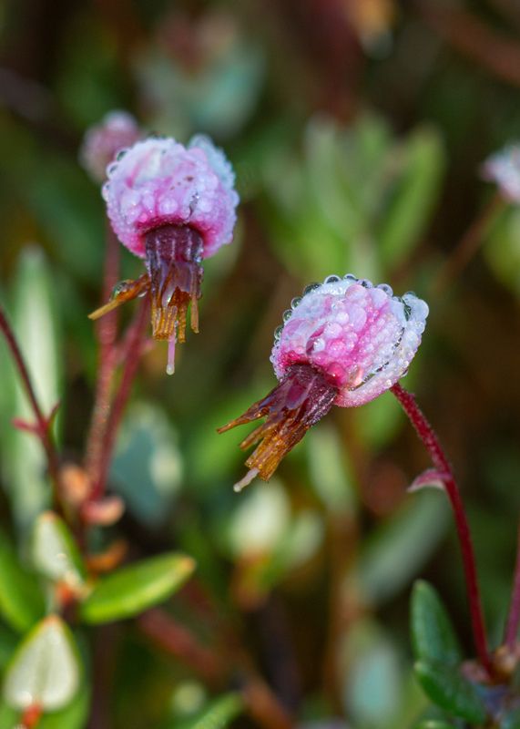 Будущие клюквинкиphoto preview