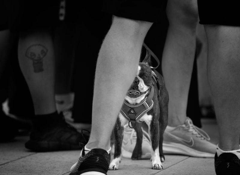 уличное фото, чб фото, городские картинки, животные в городе, собаки photo preview