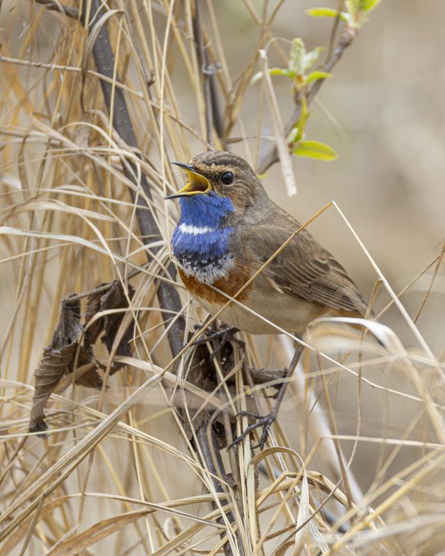 варакушка, птицы Варакушкаphoto preview
