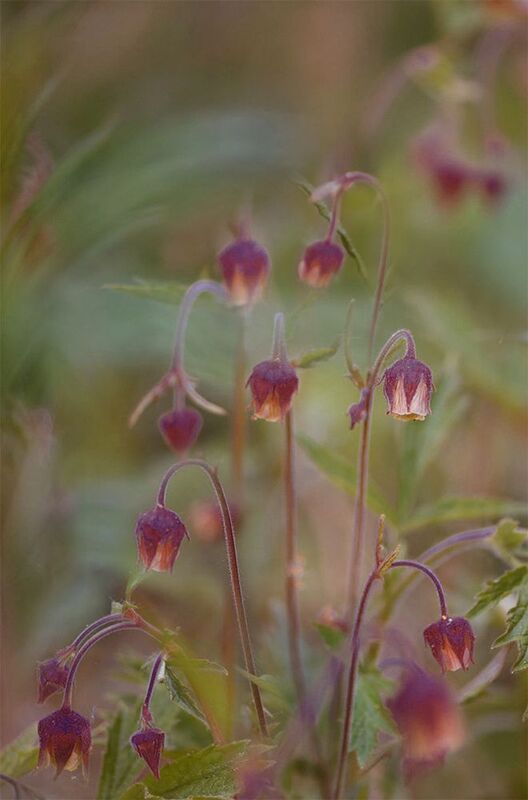 Geum rivalephoto preview