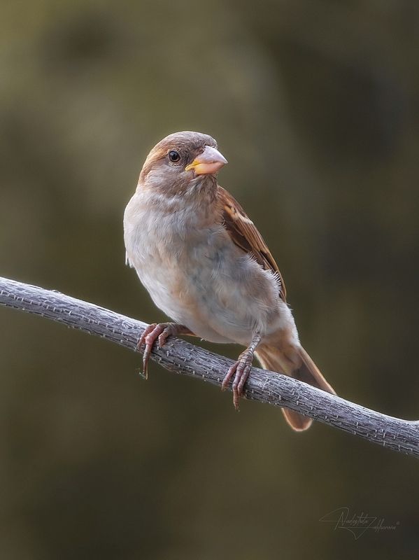 наблюдения за птицами, воробьи, воробей, воробей домовой, птицы, портреты птиц, эмоции, лето, лето2025 Симпатяшкаphoto preview