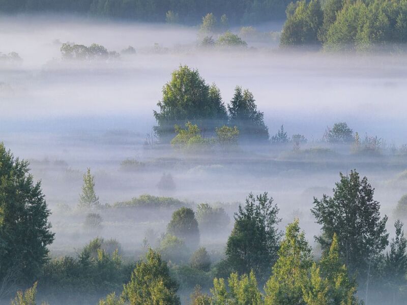 Многослойный полог тумана фото превью