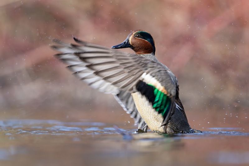 чирок-свистунок, утка, птицы, чирок, свистунок Чирок-свистунокphoto preview