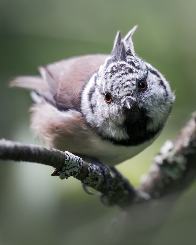 Хохлатая синица (Lophophanes cristatus) photo preview