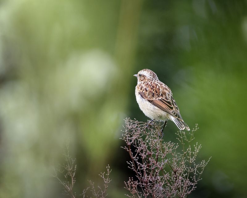 птицы, фотоохота, природа Луговой чекан фото превью