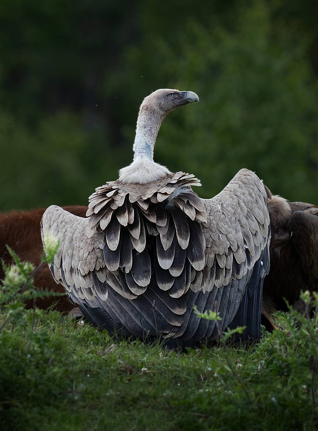 , Андрей Родионов