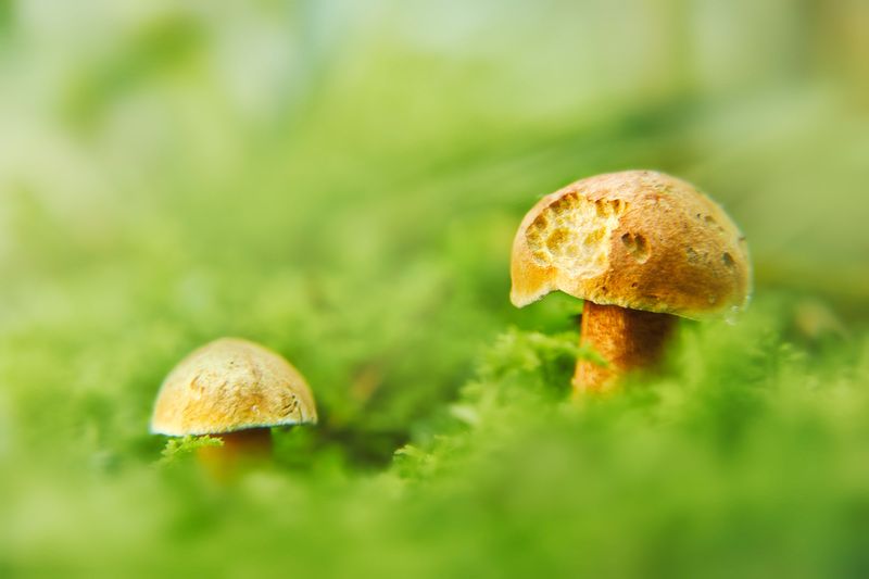 грибы Грибочкиphoto preview