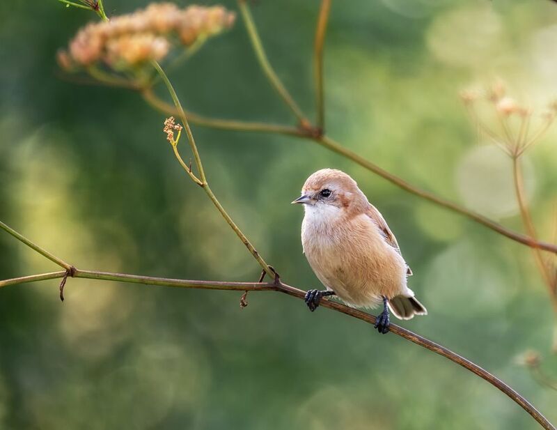 птица, ремез, Юный ремезphoto preview