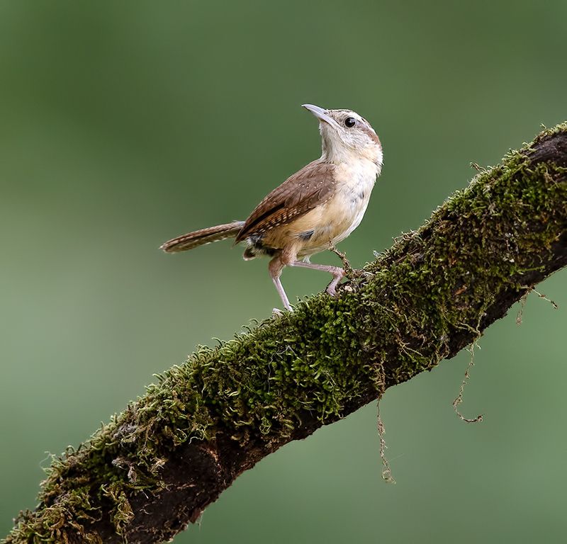 carolina wren, крапивник каролинский, крапивник Carolina Wren -Крапивник Каролинскийphoto preview