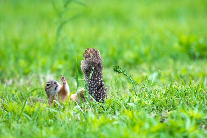 Сдаюсь!  фото превью