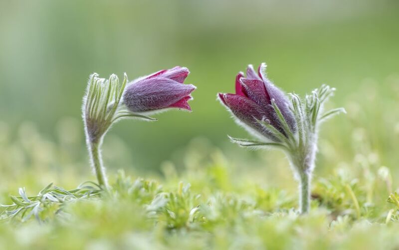 сон-трава, прострел Он и она...photo preview