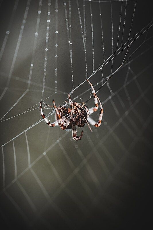 Хрупкость и силаphoto preview